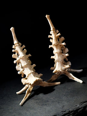 Bones Ring Stand | Vertebrae Throne