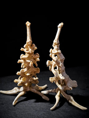 Bones Ring Stand | Vertebrae Throne