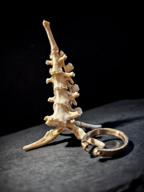 Bones Ring Stand | Vertebrae Throne